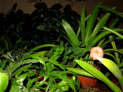 trand_rosumic2011_1118_202932