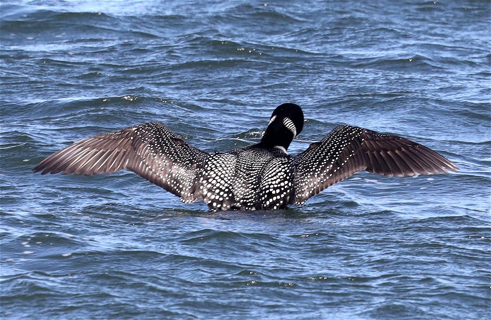 093 - COMMON LOON (03-19-2022) crescent city, del norte co, ca -04