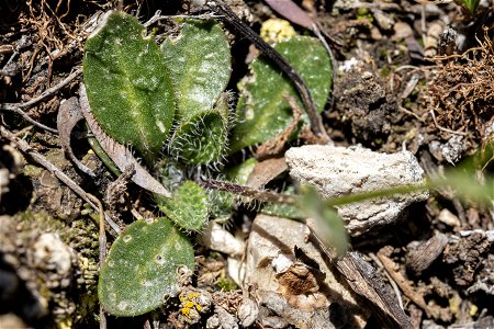 Arabis nuttallii