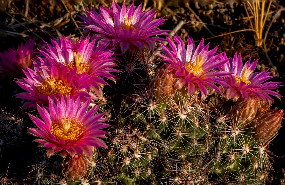 Blooming ball cactus