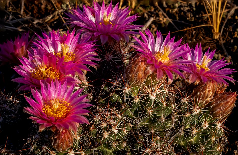 Blooming ball cactus photo