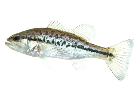 Large mouth bass