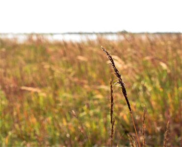 Indian Grass Lake Andes Wetland Management District South Dakota