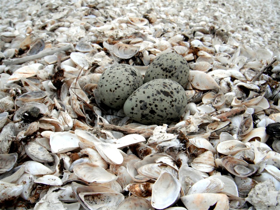 Shorebird nest on zebra mussel shoals