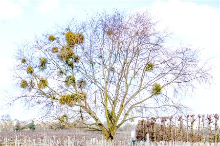 Mistletoe growing in a tree