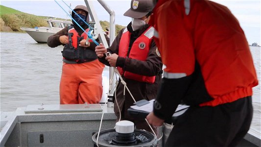 Delta smelt experimental release