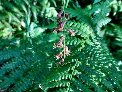 Mountainbells aka bronze bells.  Old Sauk Trail, Mt. Baker-Snoqualmie National Forest. Photo by Anne Vassar June 2, 2021.