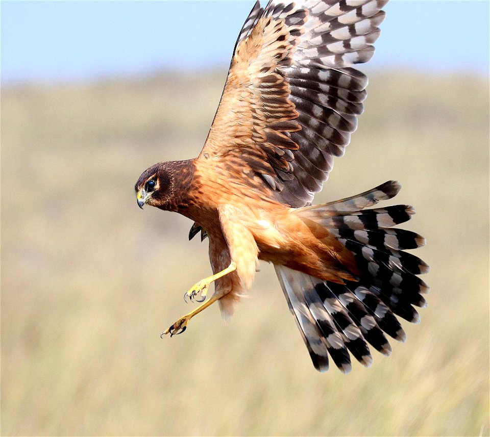 215 - NORTHERN HARRIER (9-14-2021) juvenile, lake tolowa, del norte co, ca -02