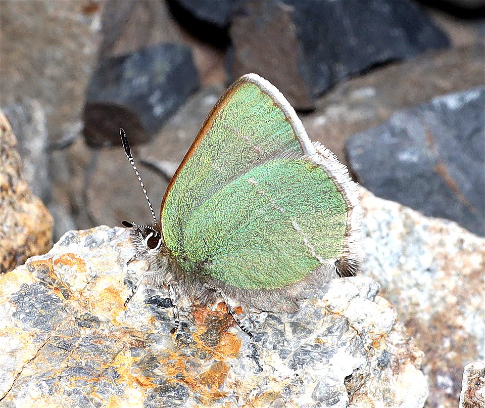 HAIRSTREAK, SHERIDAN'S GREEN (Callophrys sheridanii) (07-19-2022) hart mt pass, okanogan co, wa -01