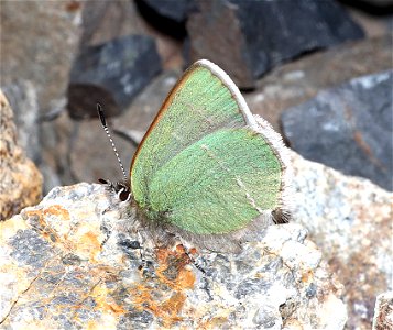 HAIRSTREAK, SHERIDAN'S GREEN (Callophrys sheridanii) (07-19-2022) hart mt pass, okanogan co, wa -01 photo