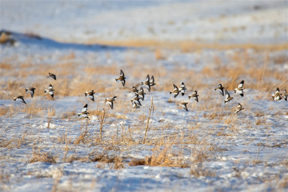 Snow Buntings on the National Elk Refuge photo