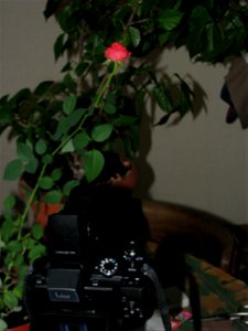 mini-trandafirTLNK2011_1112_084325