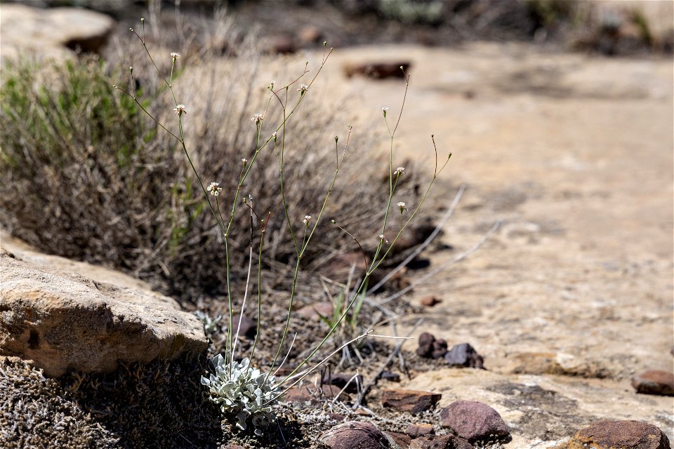 Eriogonum tenellum