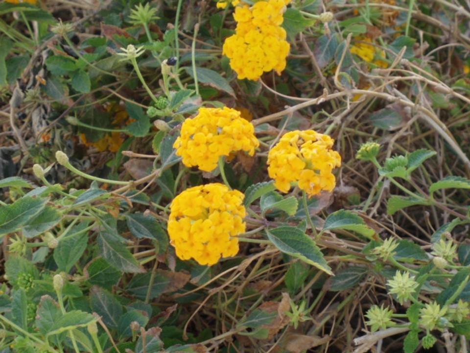 Flowers yellow petals garden