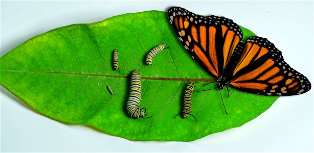 Stages of Monarch Development - Caterpillar and Butterfly photo
