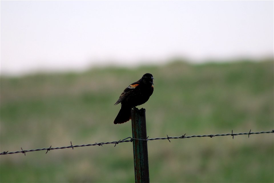 Red-Winged Blackbird Lake Andes Wetland Management District South Dakota