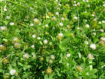 Trifolium squamosum L., 1759