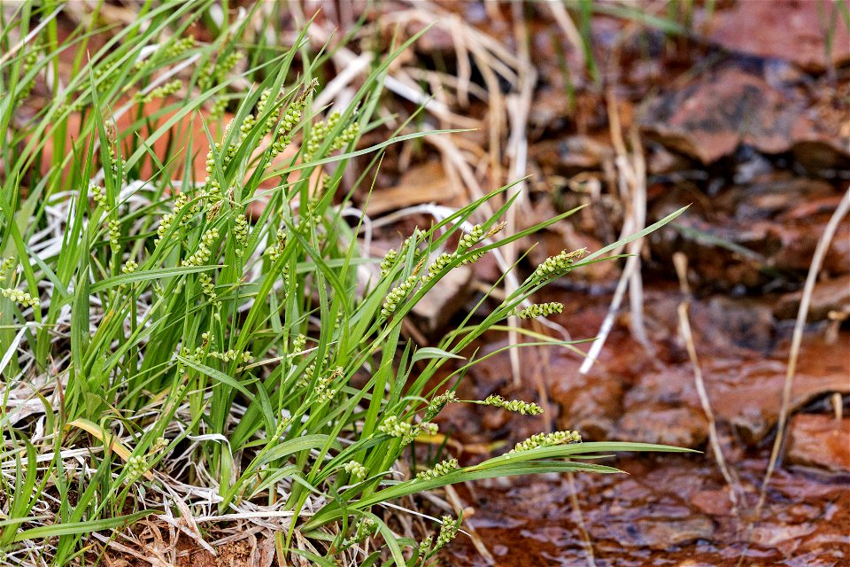 Carex aurea