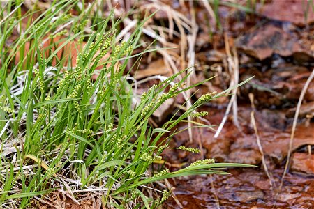 Carex aurea