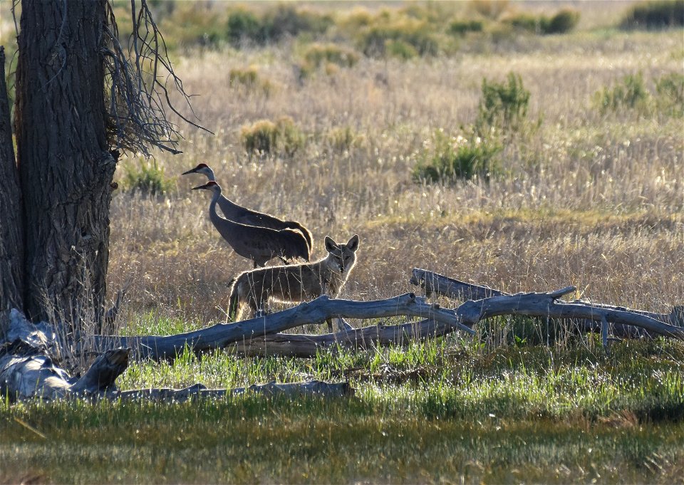 Coyote on Seedskadee National Wildlife Refuge photo