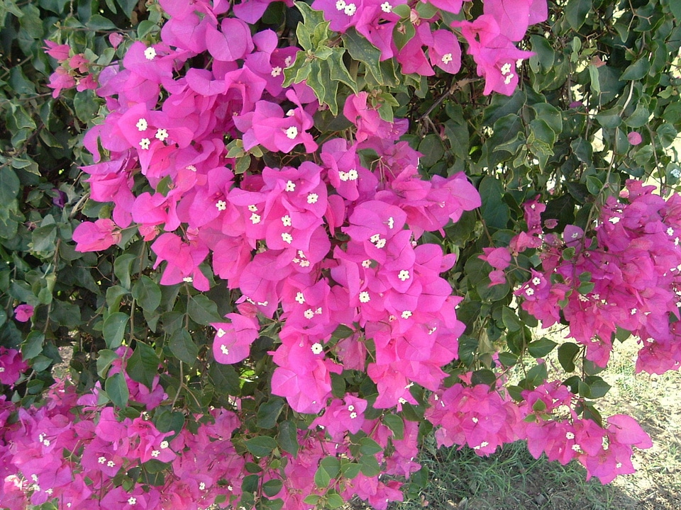 Flowers pink petals flora