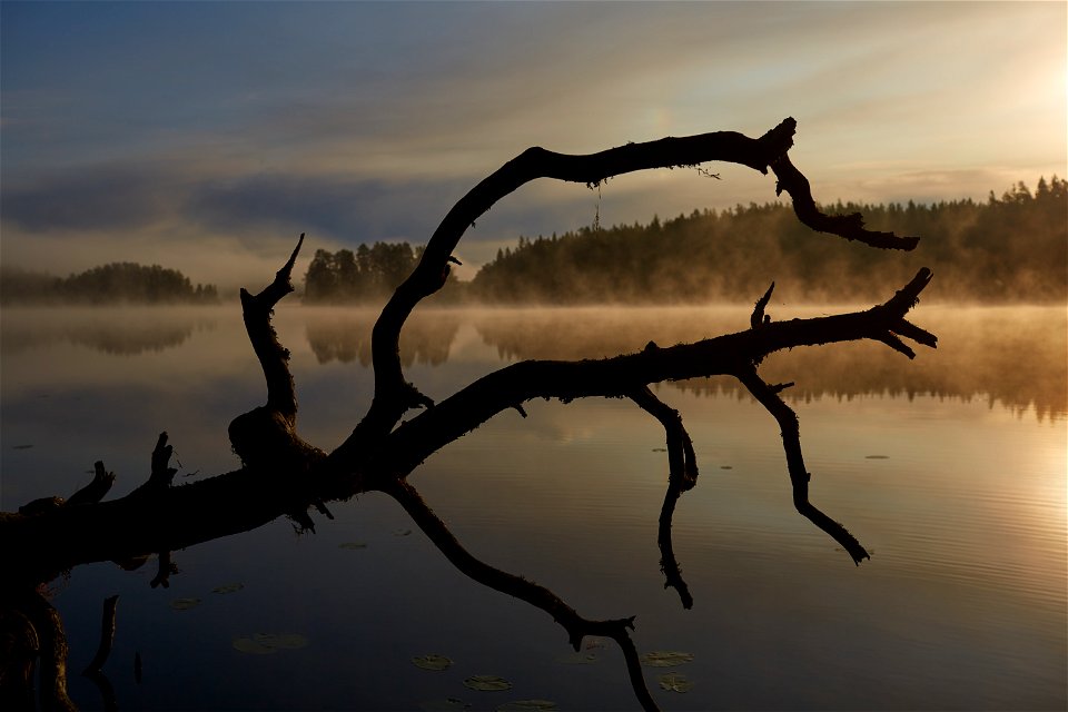 Liesjärven kansallispuisto, Tammela, Finland