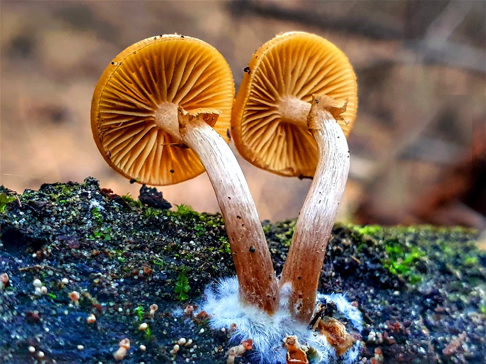 Galerina patagonica .