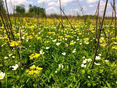 Blooming Prairie