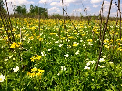 Blooming Prairie photo