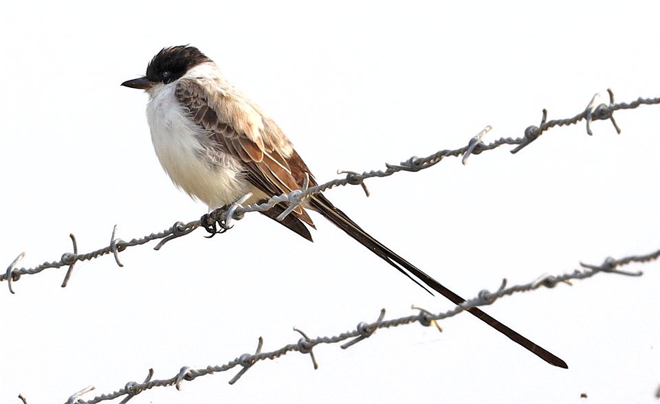 611 - FORK-TAILED FLYCATCHER (12-08-2021) san benito wtp, cameron co, tx -05