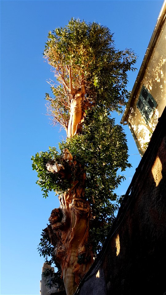 Arbre dans le hameau de Cannelle, Centuri, Haute-Corse