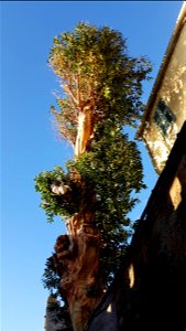 Arbre dans le hameau de Cannelle, Centuri, Haute-Corse