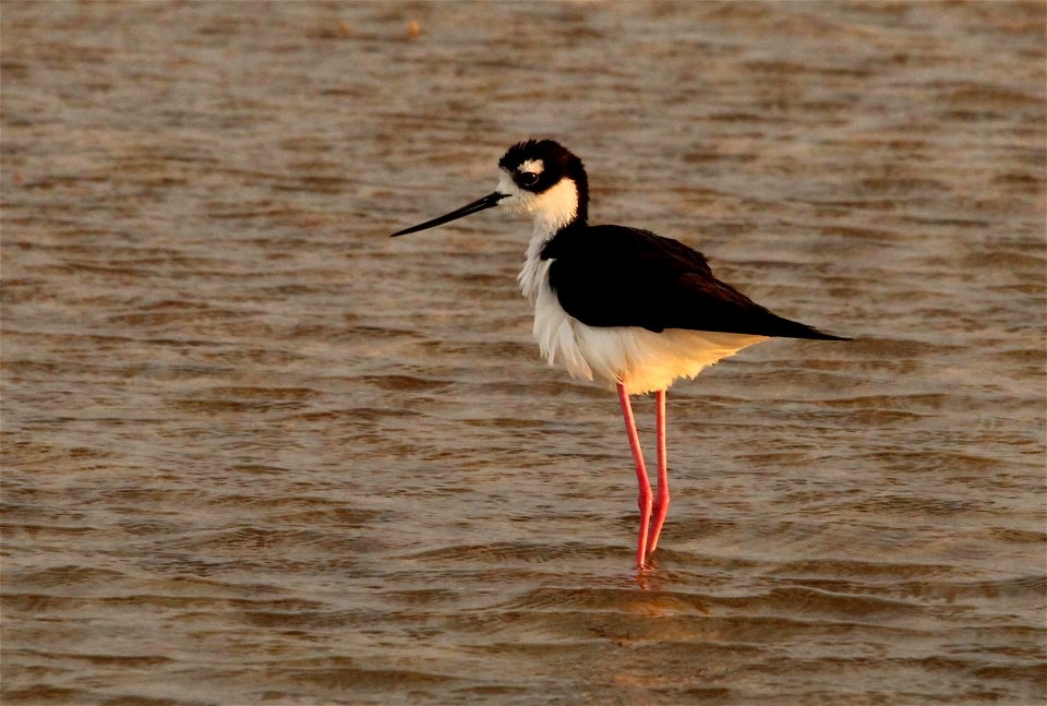 Black Necked Stilt at the Fish Springs National Wildlife Refuge