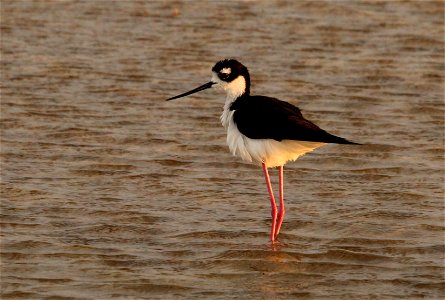 Black Necked Stilt at the Fish Springs National Wildlife Refuge photo