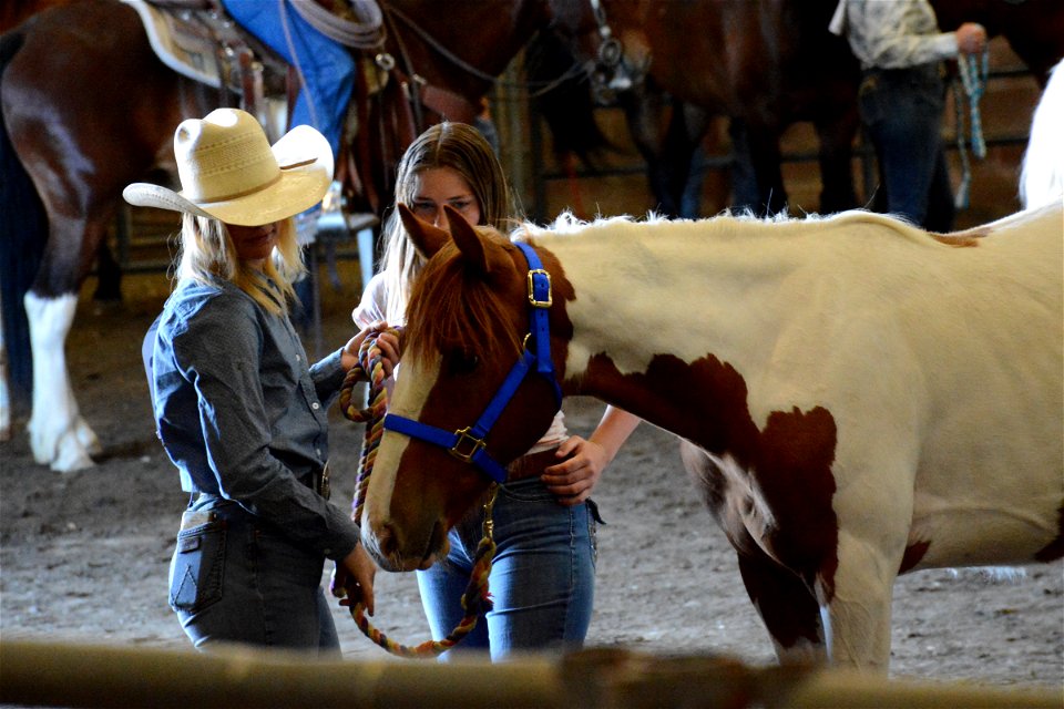 Northern Utah Wild Horse & Burro Festival - 2022 photo