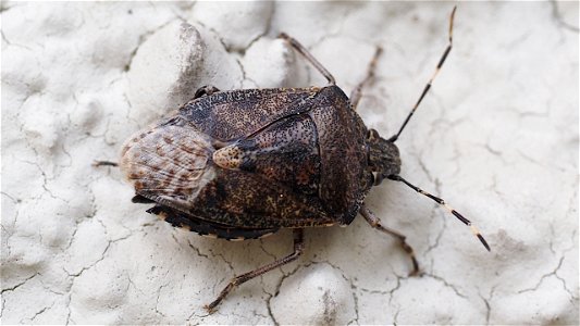 Rhaphigaster nebulosa (Gartenwanze)