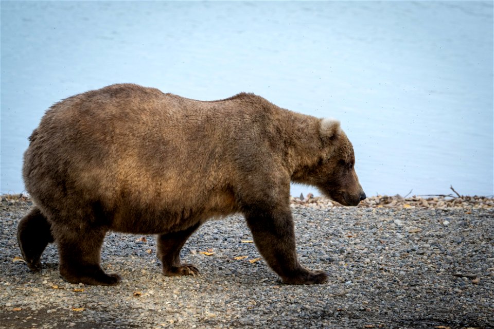 Bear 128 Grazer Fat