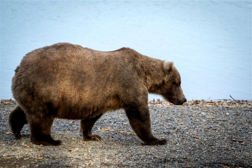 Bear 128 Grazer Fat photo