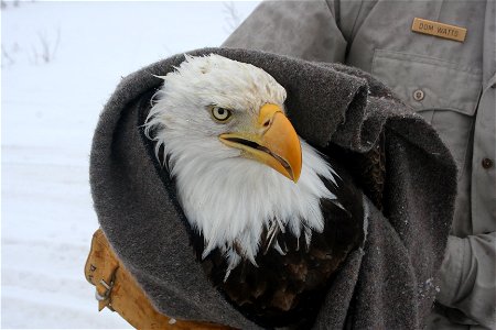 Injured bald eagle photo