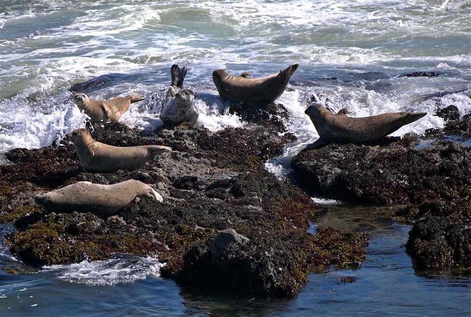 Seals don't like getting their tails wet