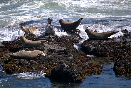 Seals don't like getting their tails wet