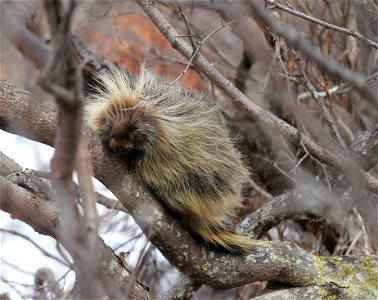 Porcupine photo