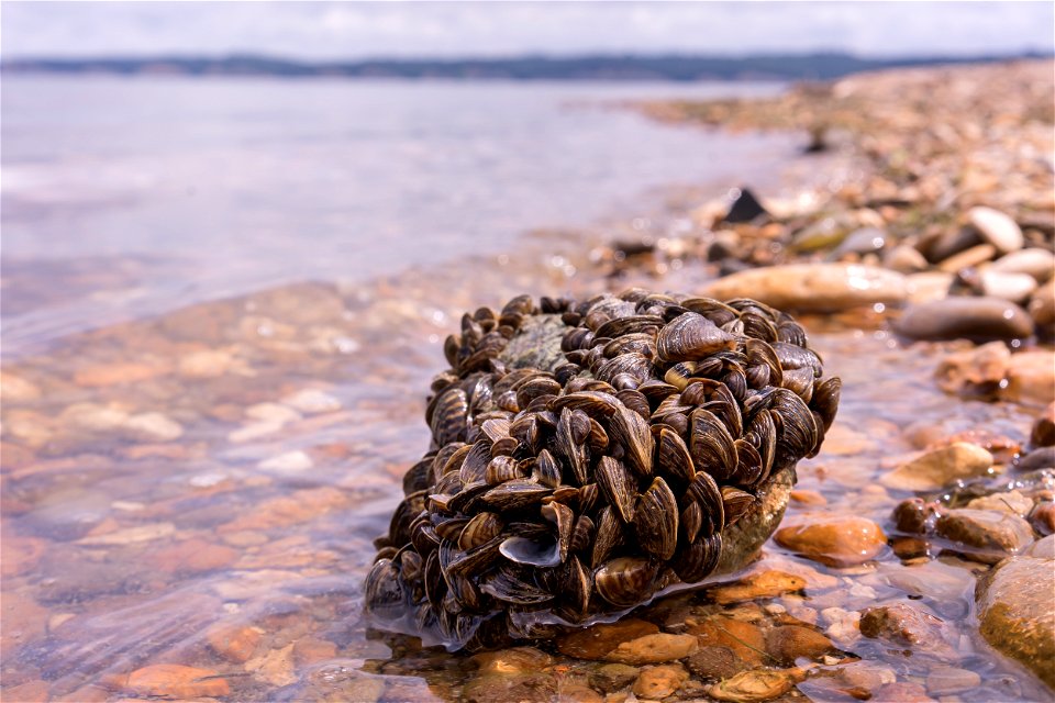 Zebra Mussels on the Shoreline.