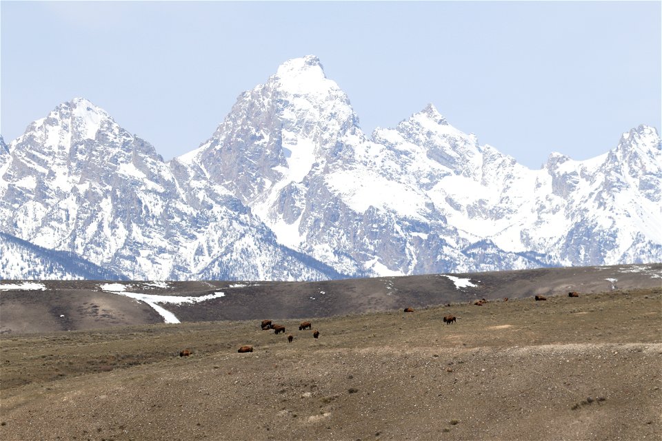Bison on the National Elk Refuge