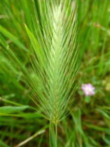 Hordeum geniculatum All., 1785