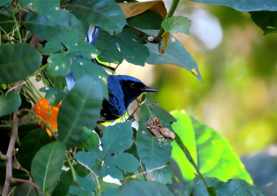 Black-throated Blue Warbler
