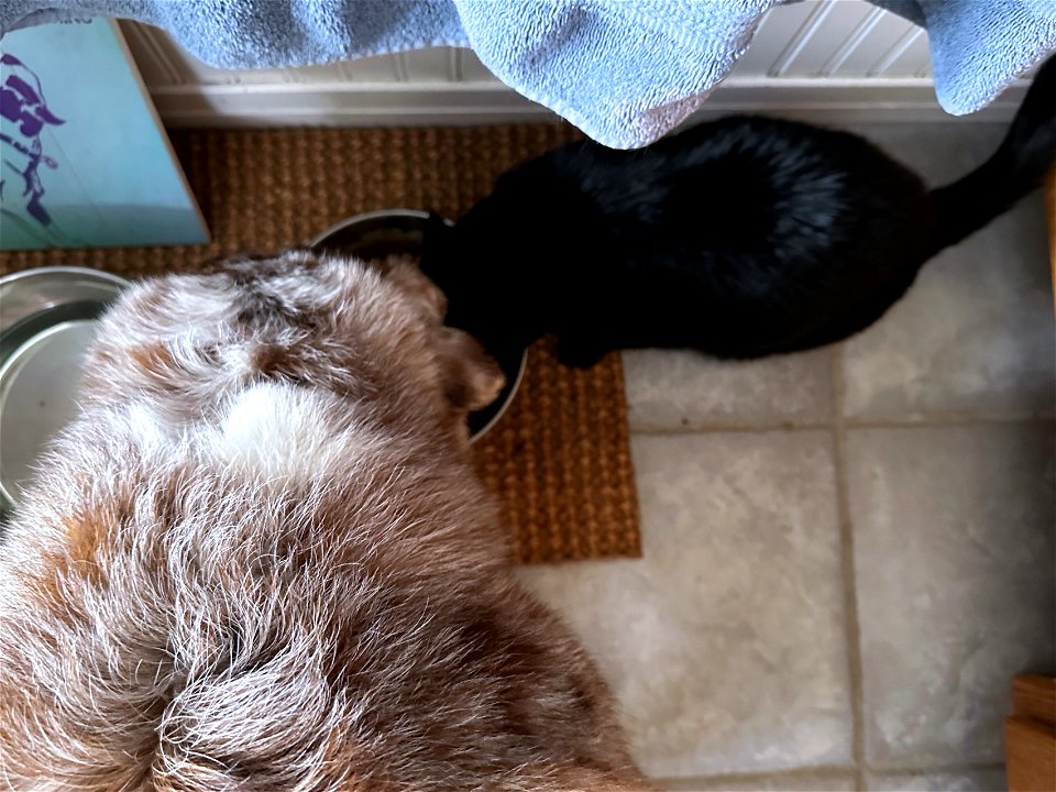 We Both Like Kibbles