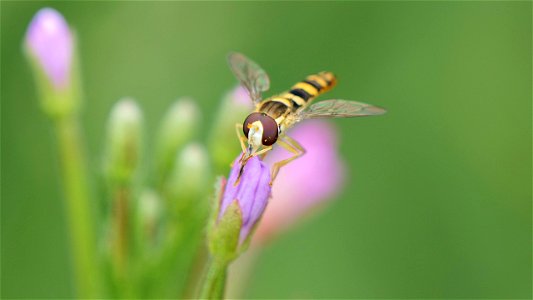 Sphaerophoria scripta (Gemeine Stiftschwebfliege) Männchen