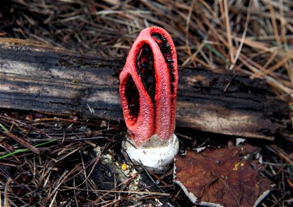 Clathrus archeri photo