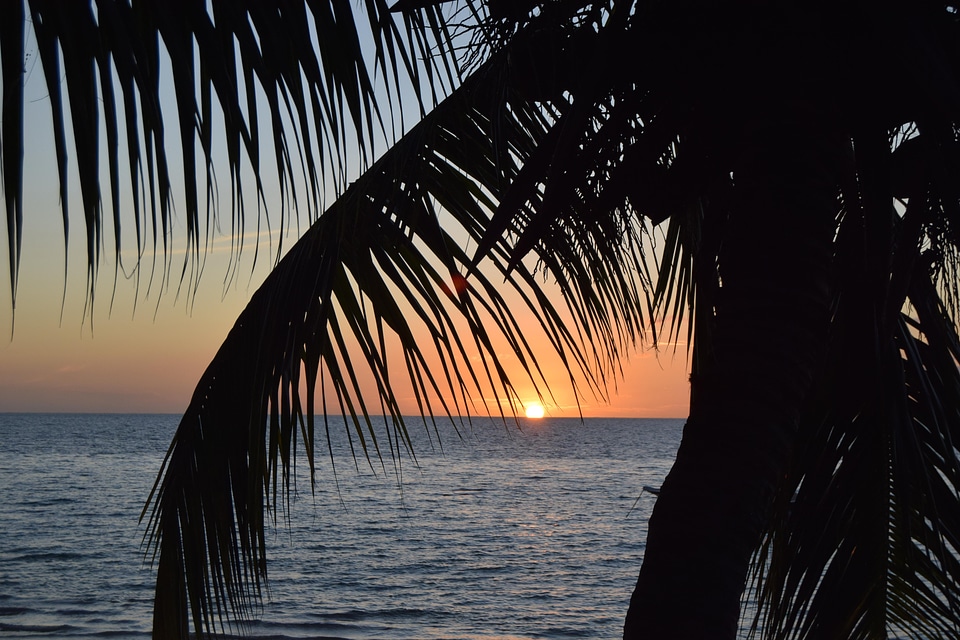 Landscape palm tree nature